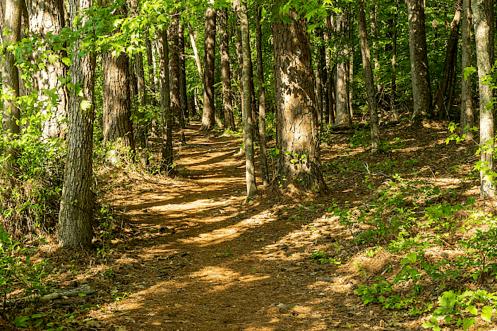 Hiking trail through a state park in the Triangle