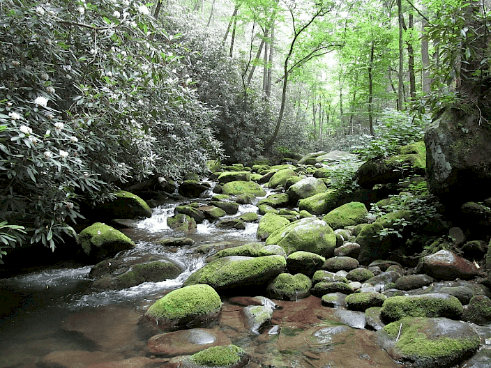 A creek in the Great Smoky Mountains